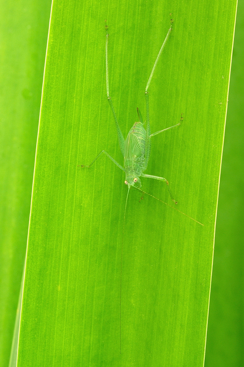 Ninfa di Phaneroptera sp.